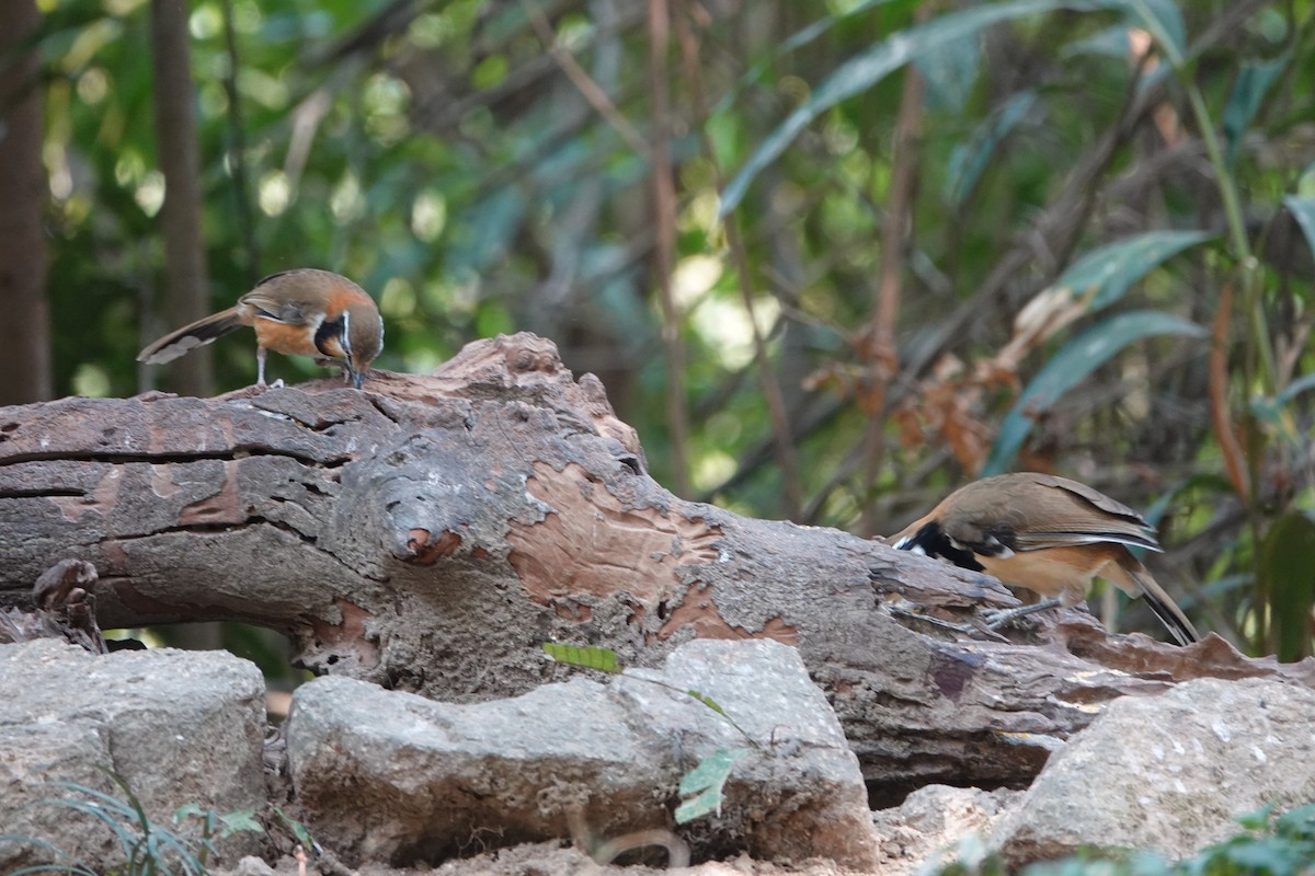 Lesser Necklaced Laughingthrush - ML645531595
