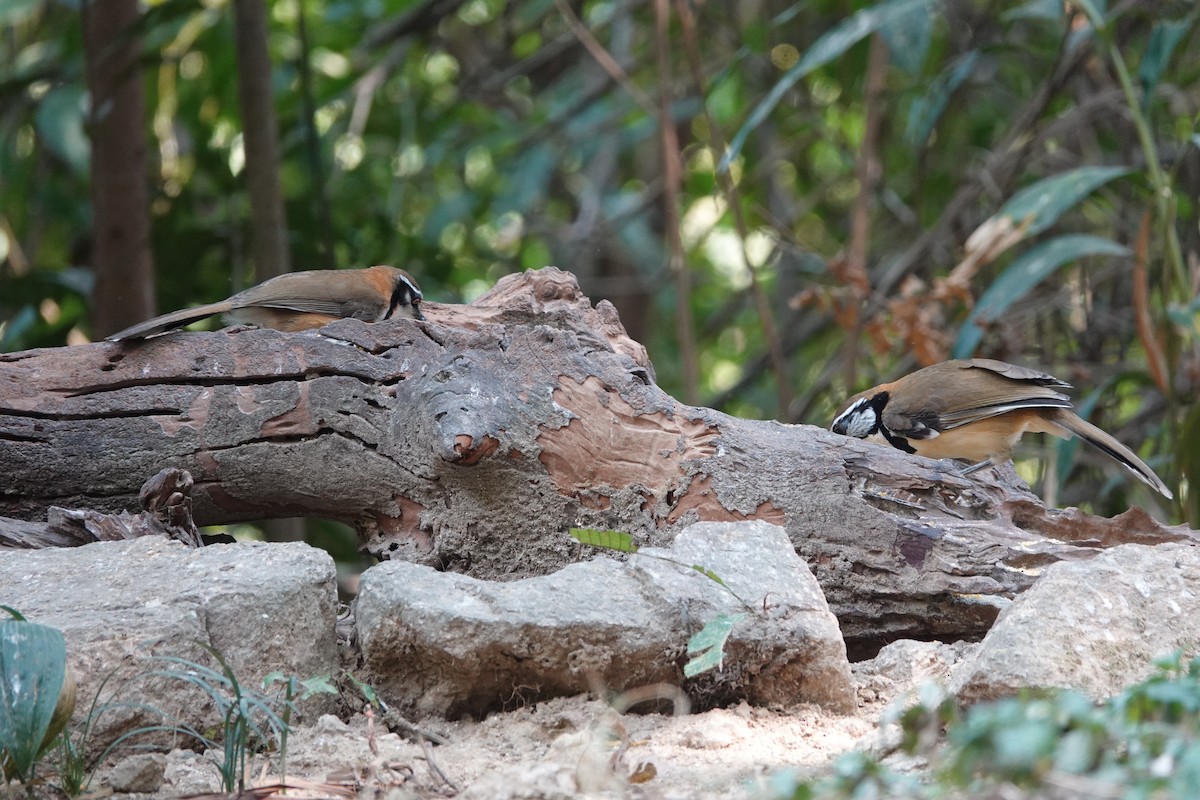 Lesser Necklaced Laughingthrush - ML645531596