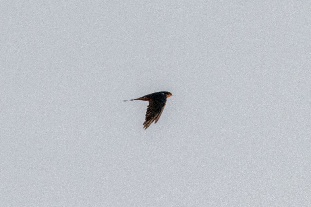 Ластівка сільська - ML645531601