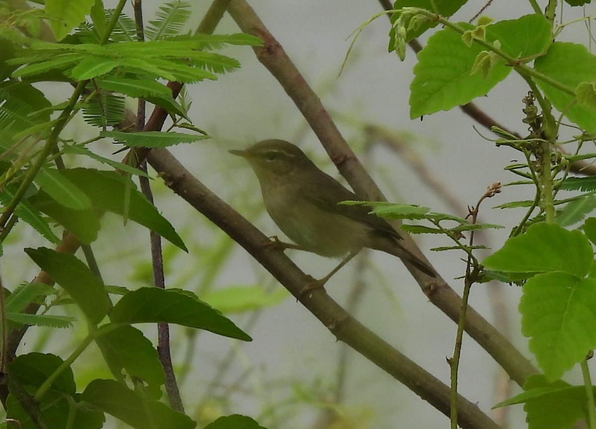 עלווית כהה - ML645531607