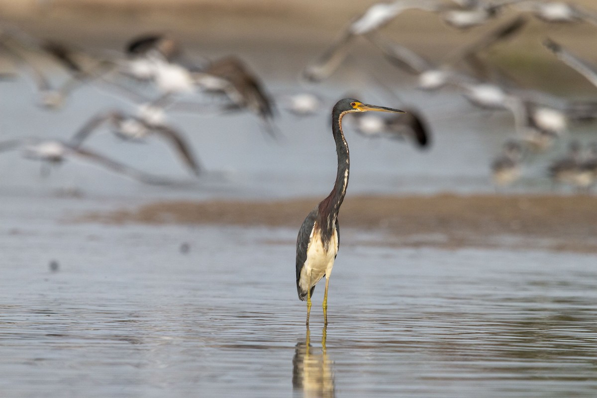 Tricolored Heron - ML645531627