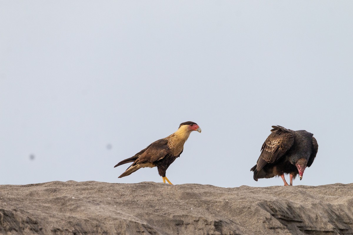 Crested Caracara - ML645531629