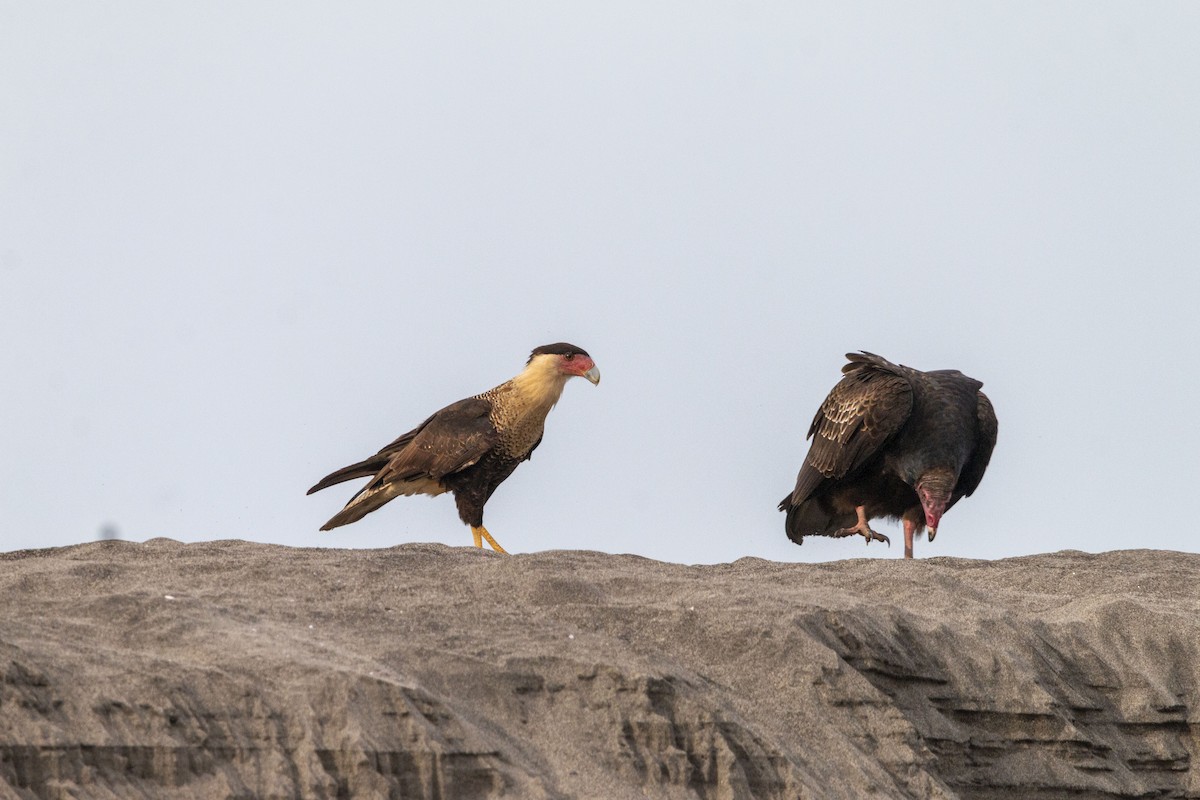 Crested Caracara - ML645531630