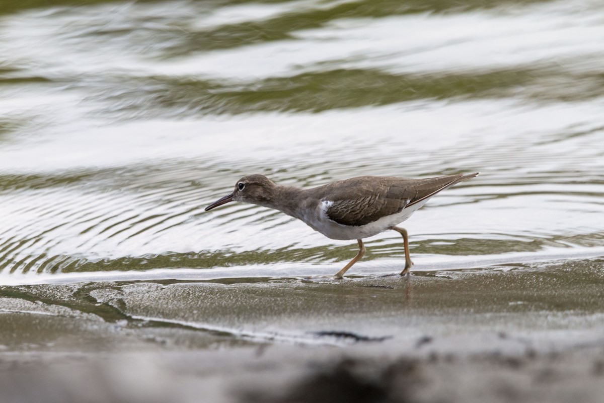 Spotted Sandpiper - ML645531634