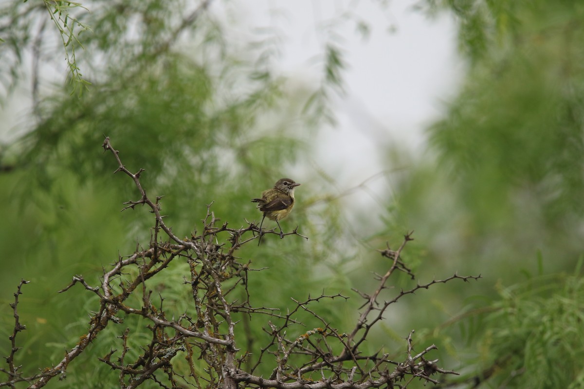 Braunaugenvireo - ML645531638