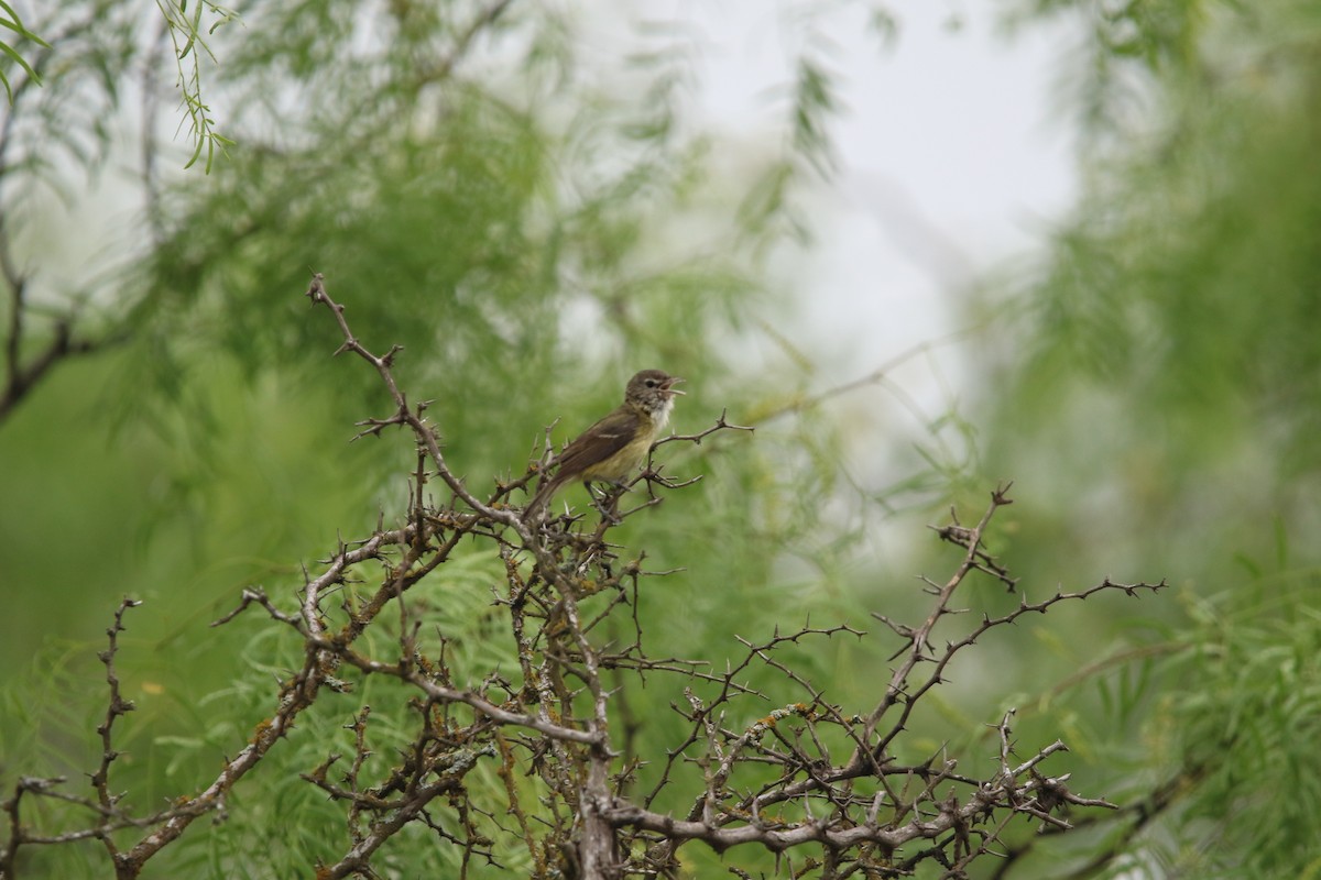 Braunaugenvireo - ML645531639