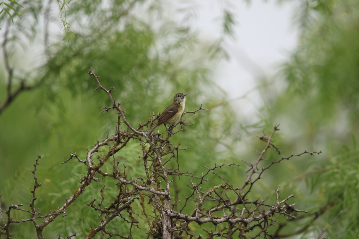 Braunaugenvireo - ML645531640