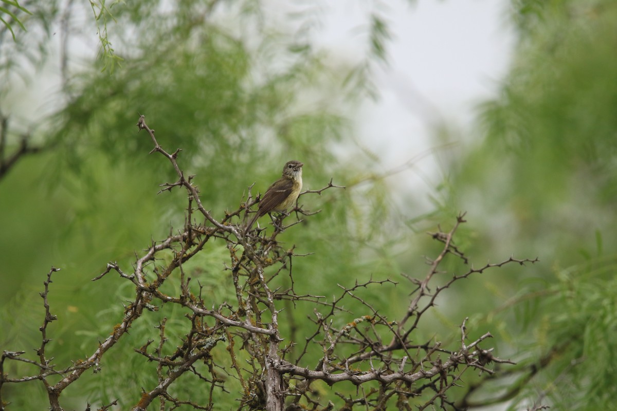 Braunaugenvireo - ML645531641