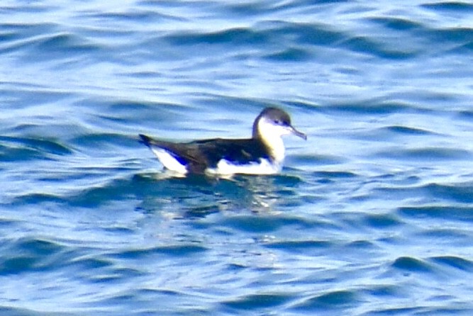 Gabai arrunta - ML645531645