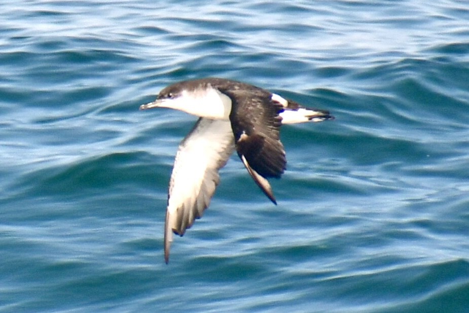 Gabai arrunta - ML645531646