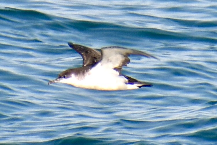 Gabai arrunta - ML645531647