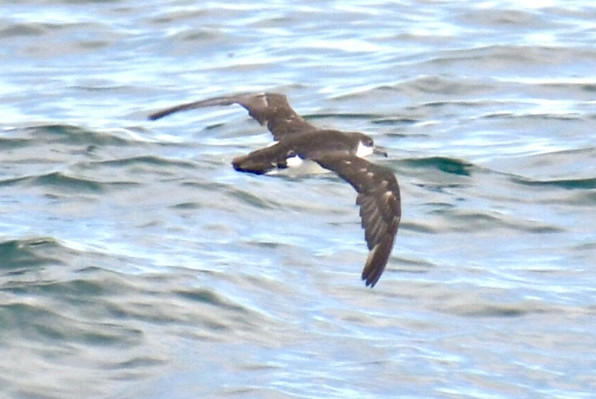 Gabai arrunta - ML645531648