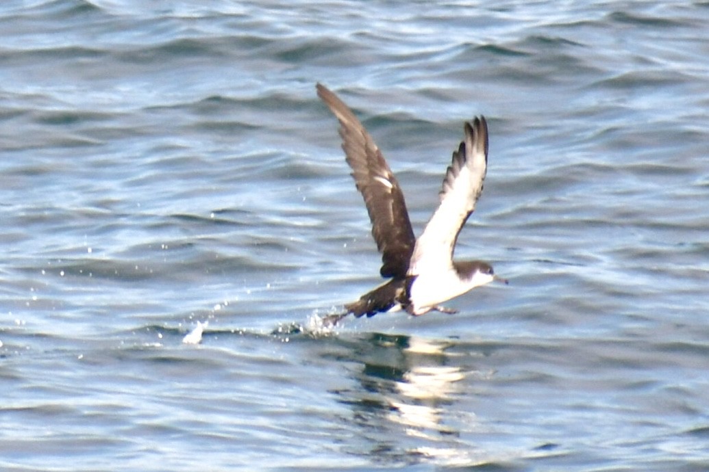 Gabai arrunta - ML645531649