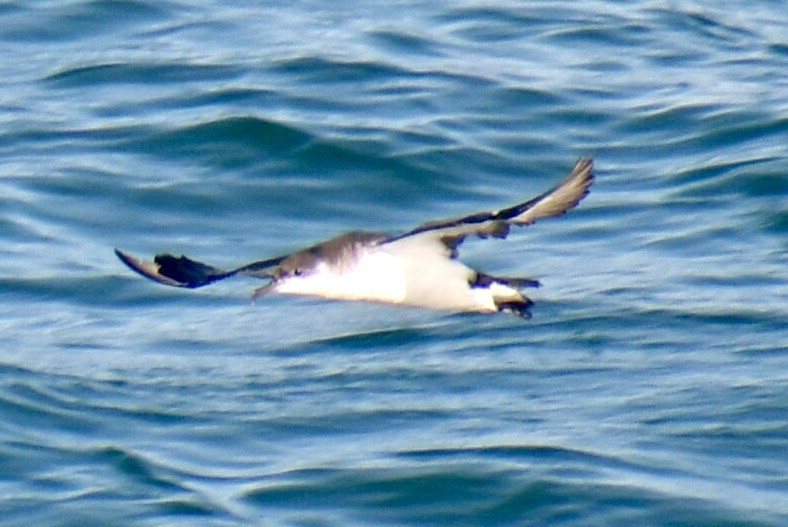 Gabai arrunta - ML645531650