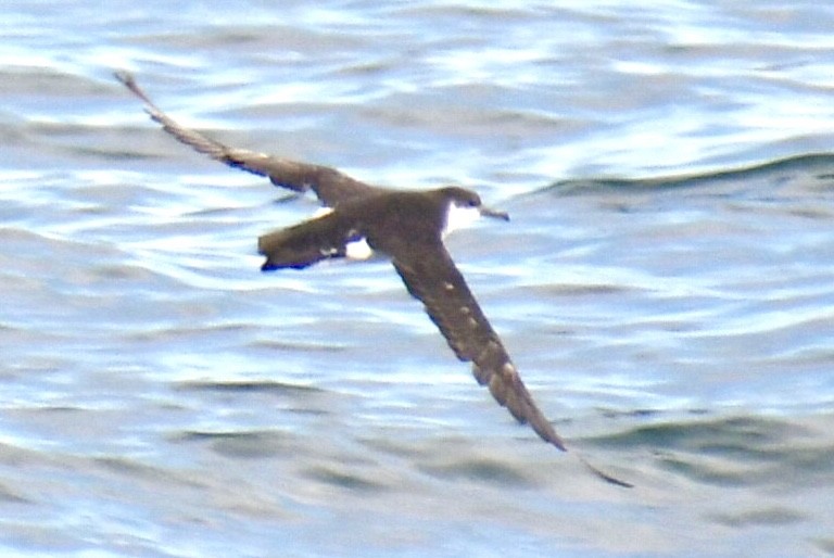 Gabai arrunta - ML645531651