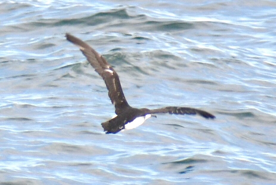 Gabai arrunta - ML645531652