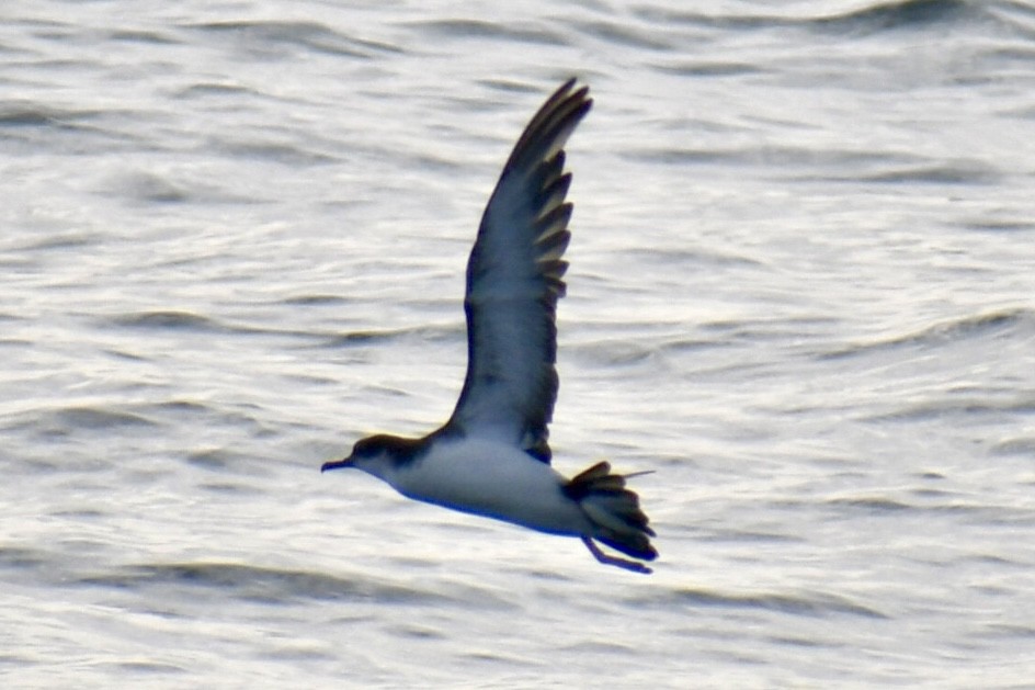 Gabai arrunta - ML645531653