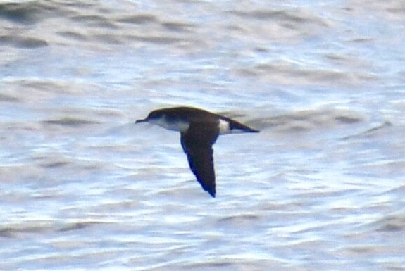 Gabai arrunta - ML645531654