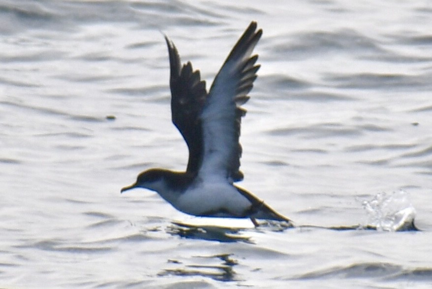 Gabai arrunta - ML645531655