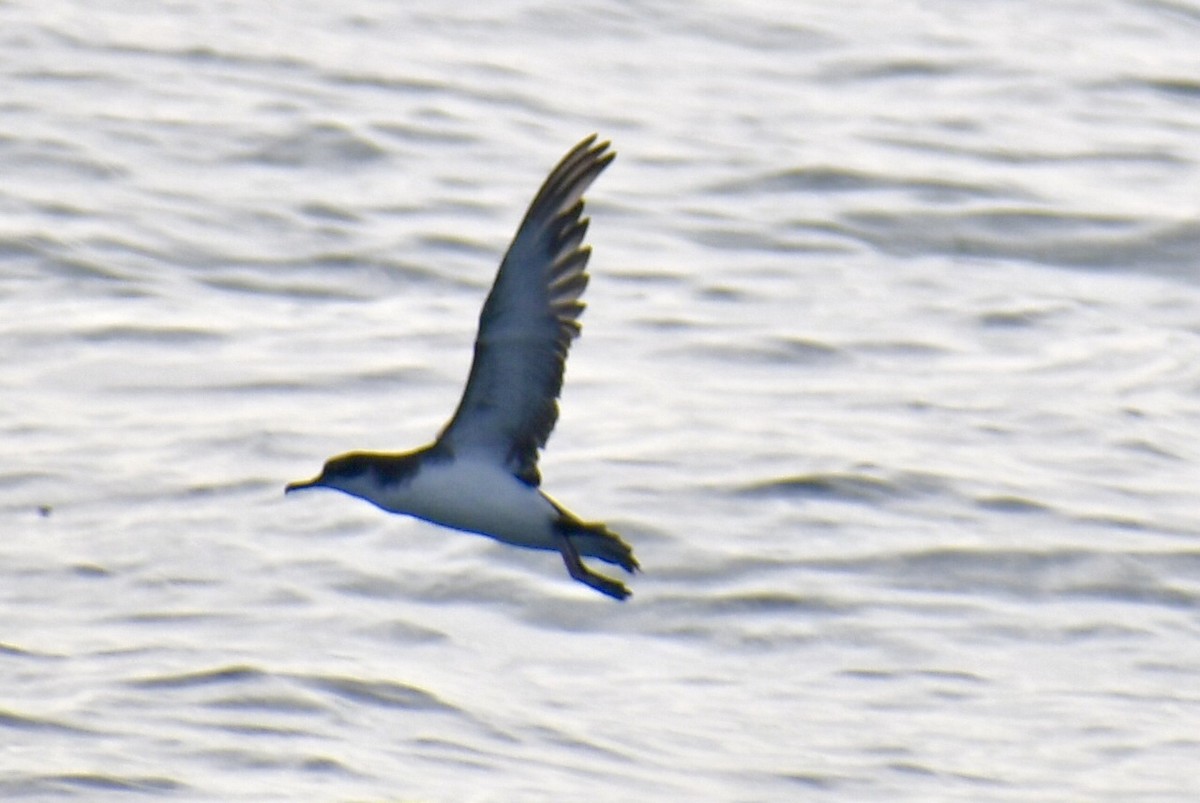 Gabai arrunta - ML645531656