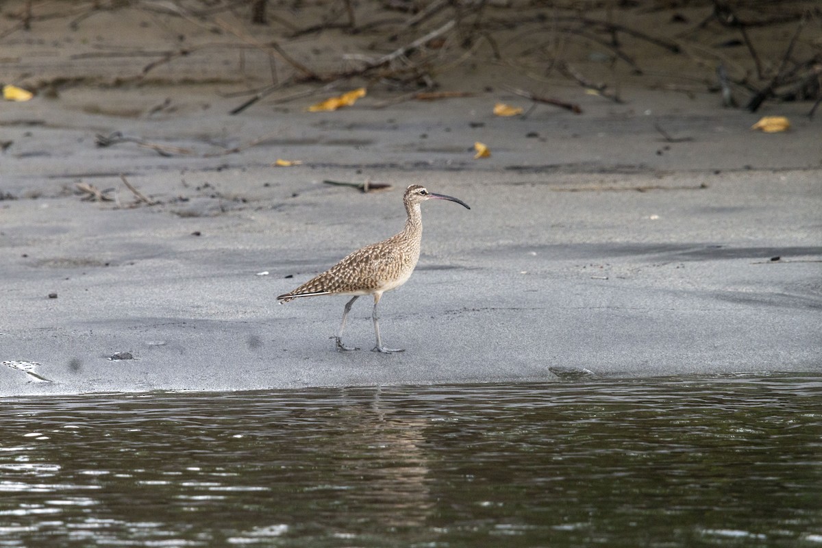 美洲中杓鷸 - ML645531659