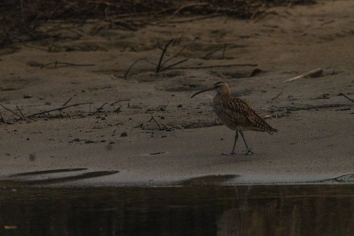 美洲中杓鷸 - ML645531660