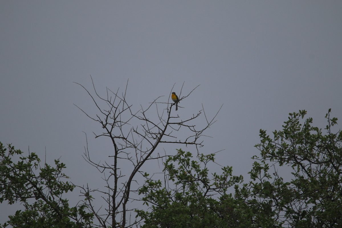 Flötenstärling - ML645531674