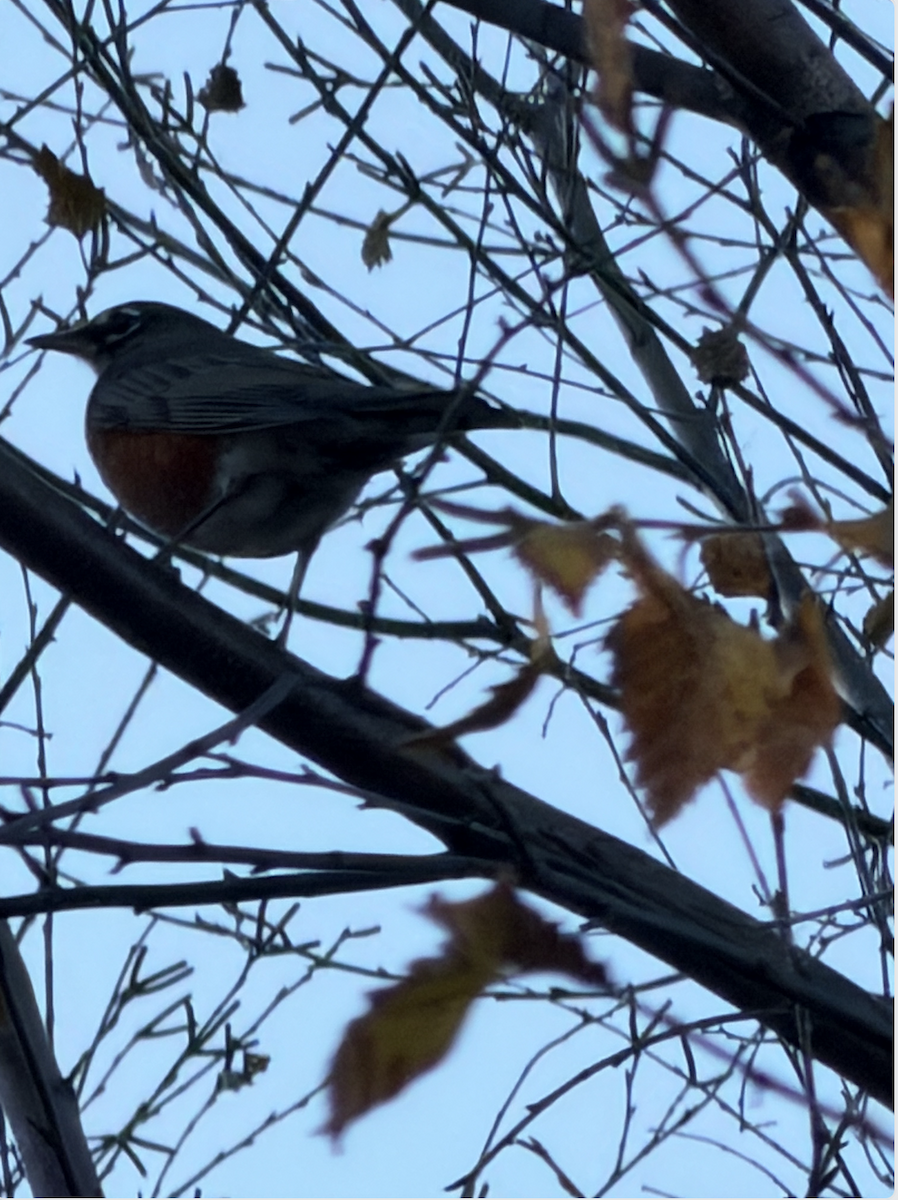 American Robin - ML645531675