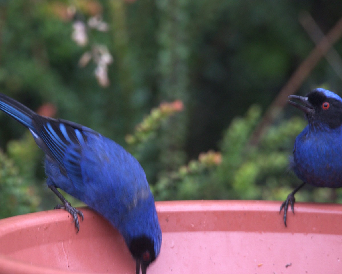 Masked Flowerpiercer - ML645531685