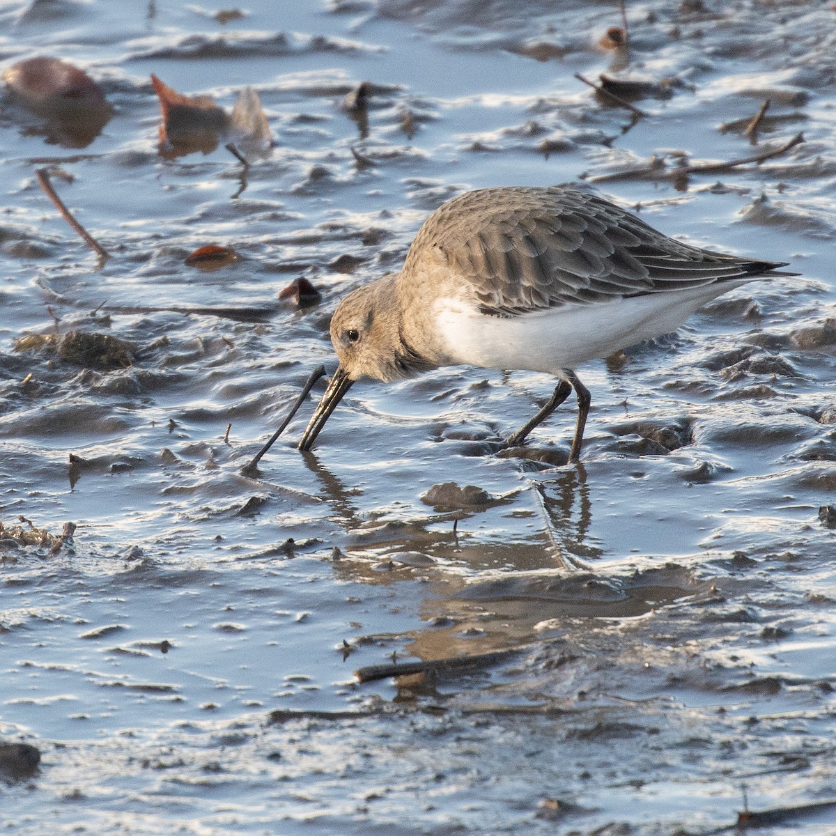 Dunlin - ML645531702