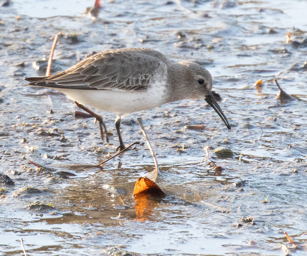 Dunlin - ML645531703