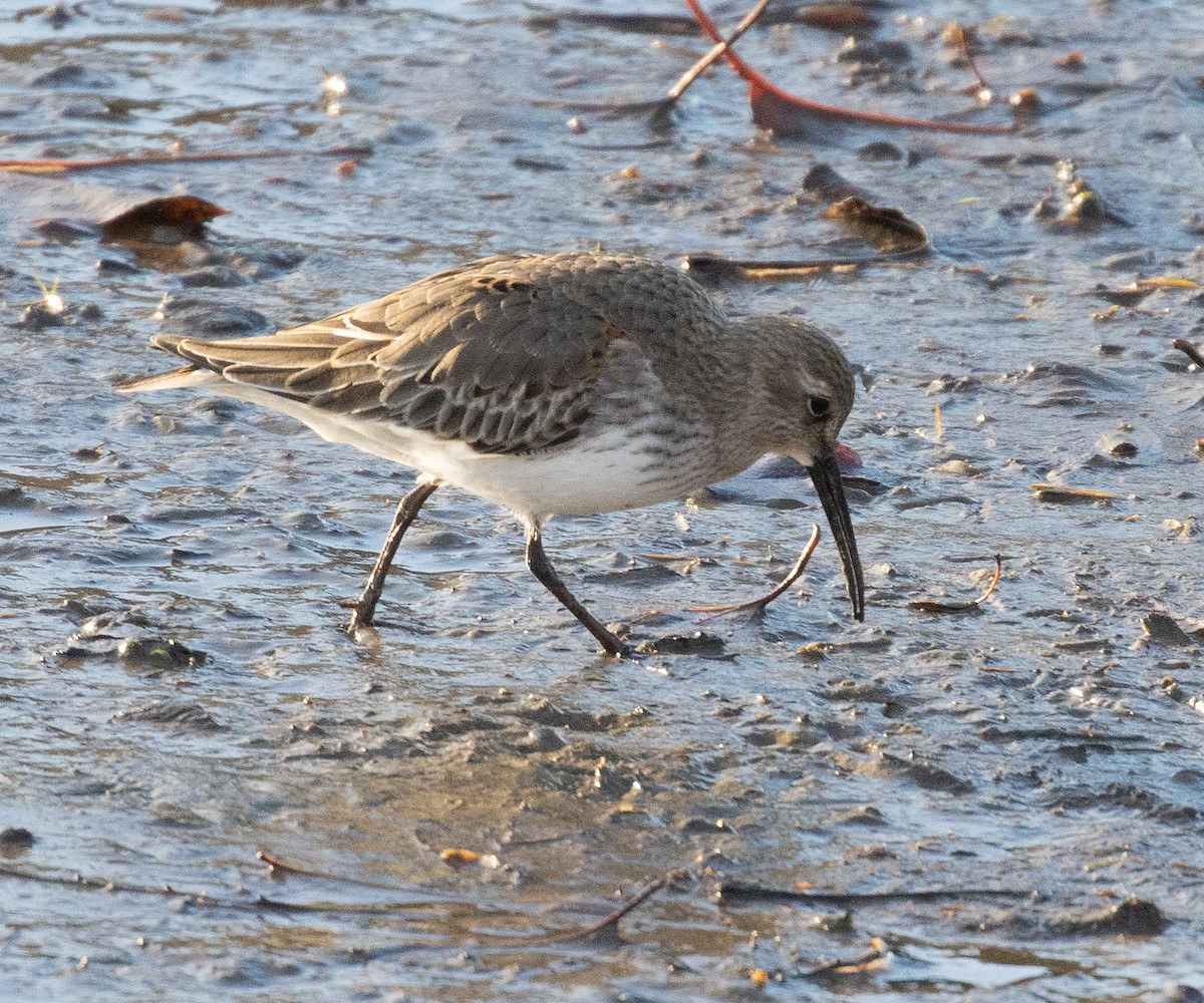 Dunlin - ML645531704
