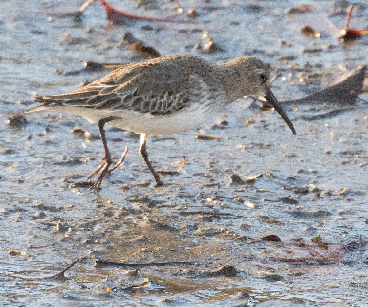 Dunlin - ML645531705