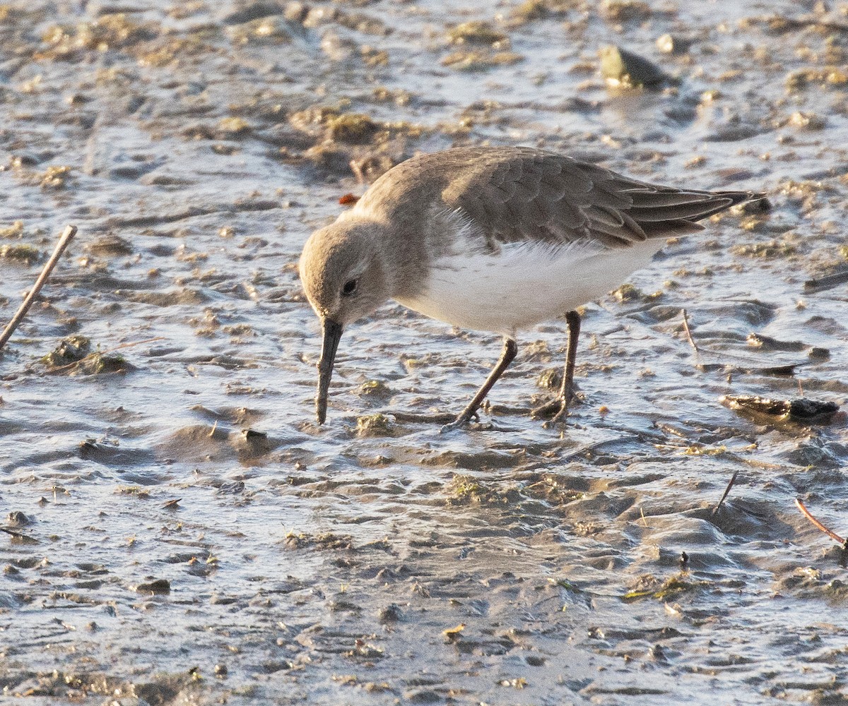 Dunlin - ML645531706