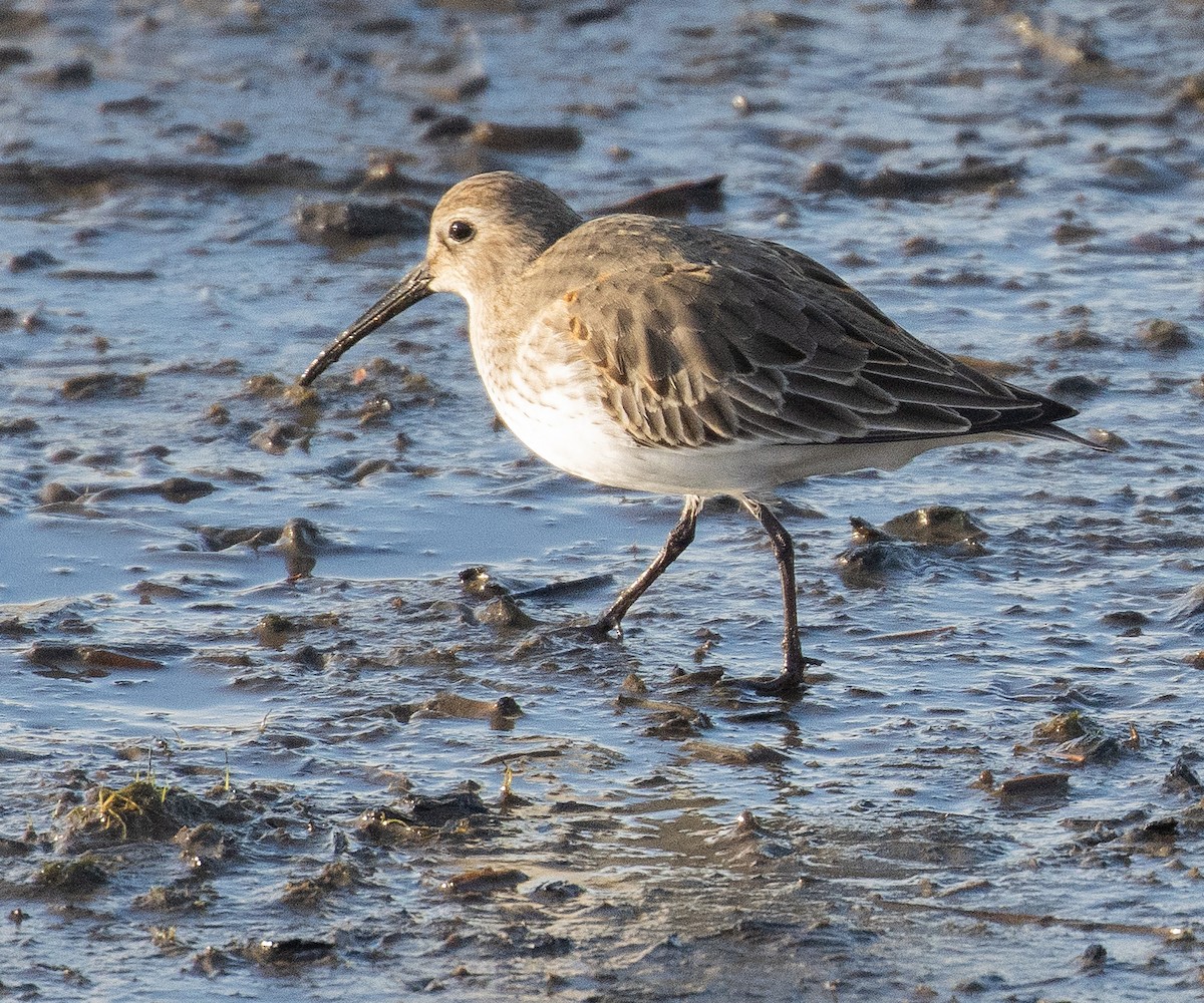 Dunlin - ML645531707