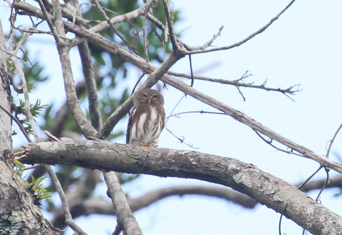 Amazonian Pygmy-Owl - ML645531712