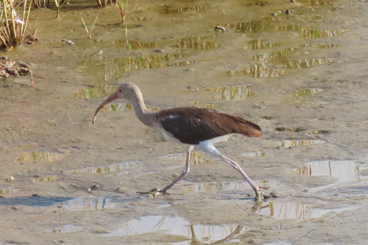 White Ibis - ML645531719