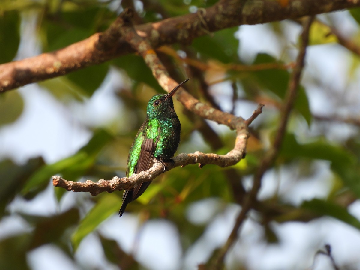 Красноклювый изумруд - ML645531725