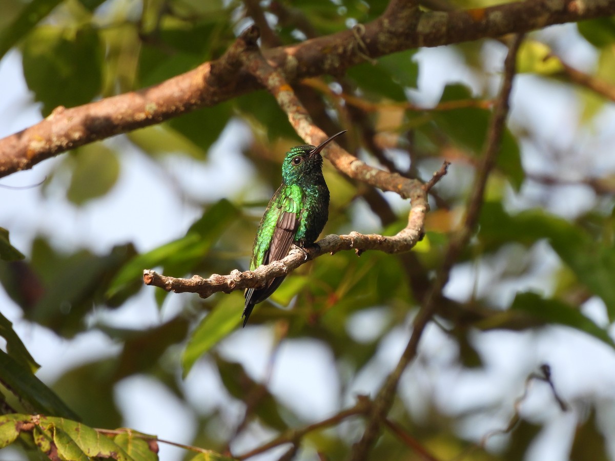 Красноклювый изумруд - ML645531726