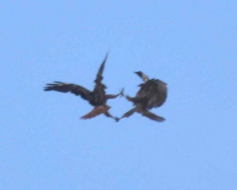 Red-tailed Hawk (calurus/alascensis) - ML645531727