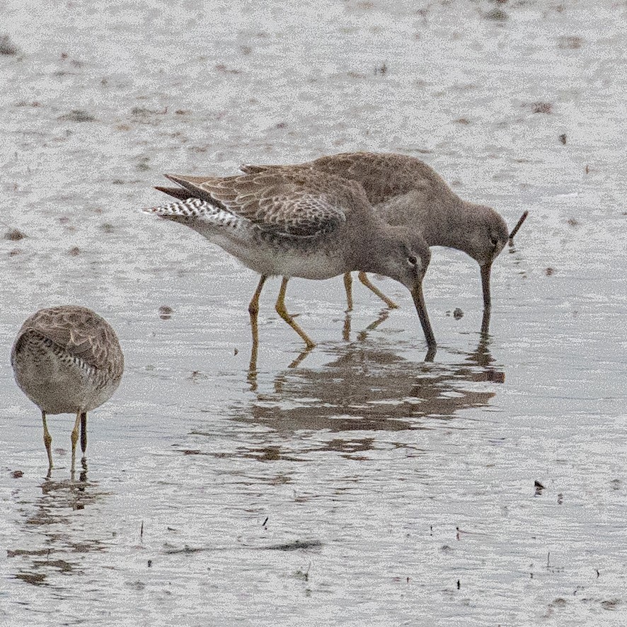 Long-billed Dowitcher - ML645531731