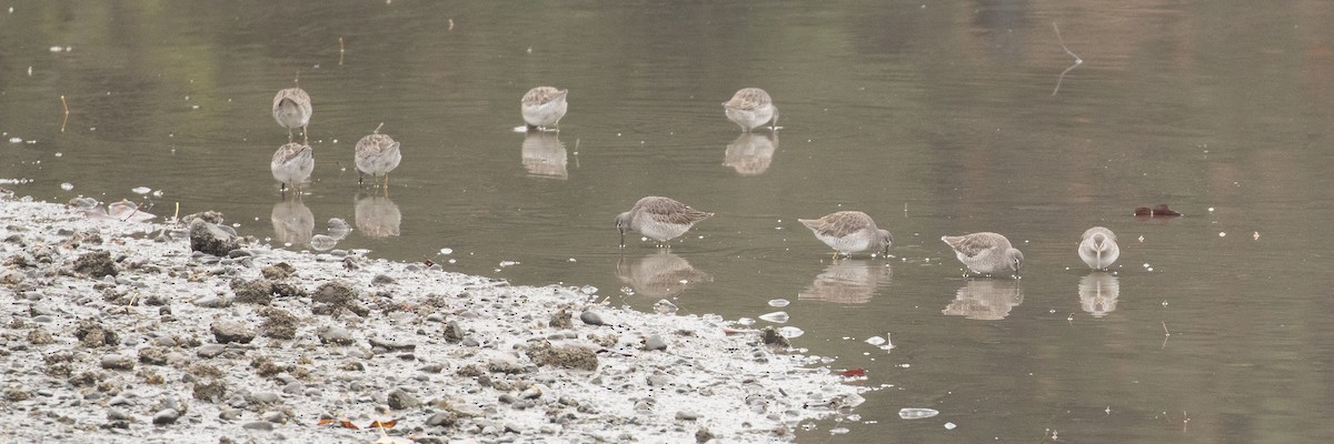 Long-billed Dowitcher - ML645531732
