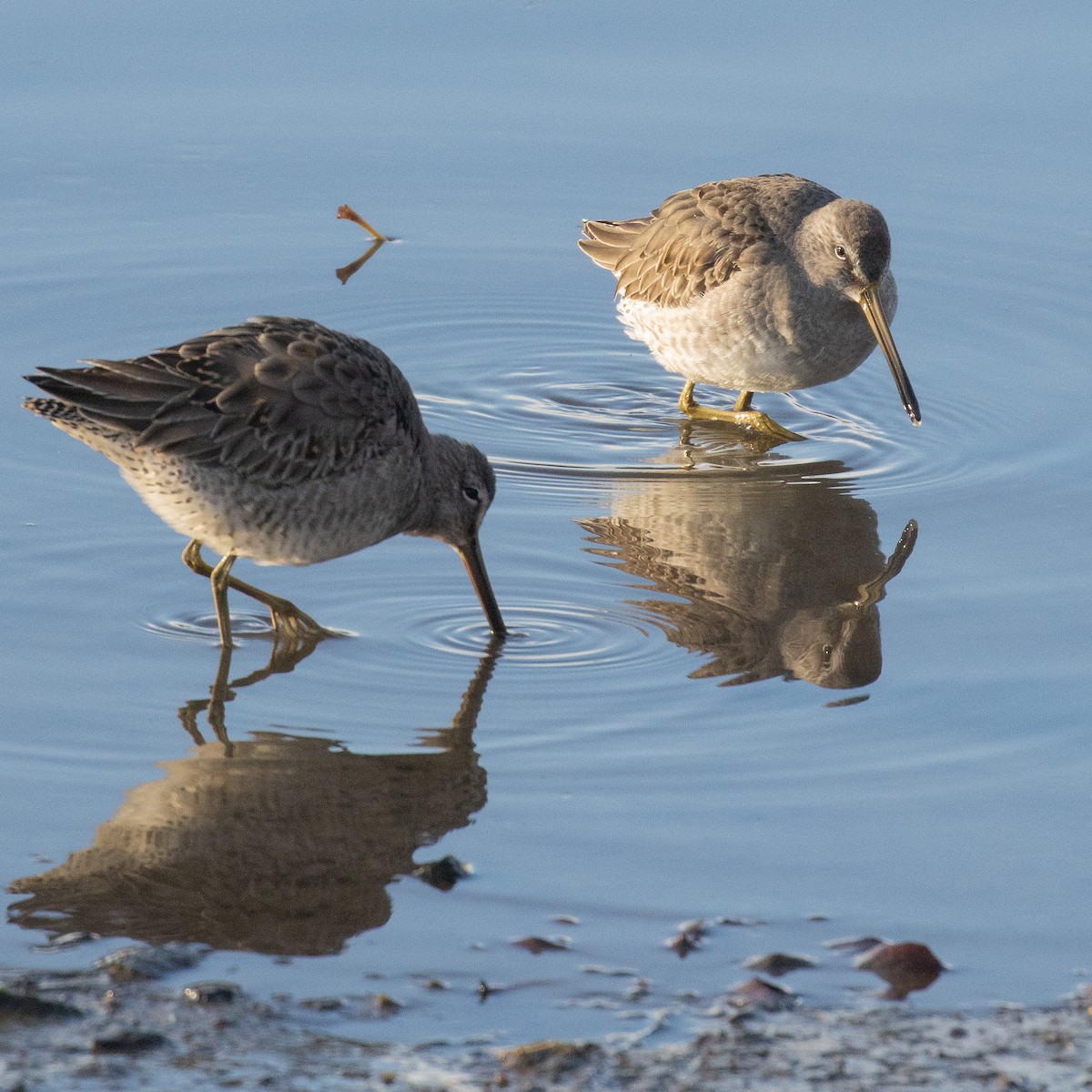 Long-billed Dowitcher - ML645531733