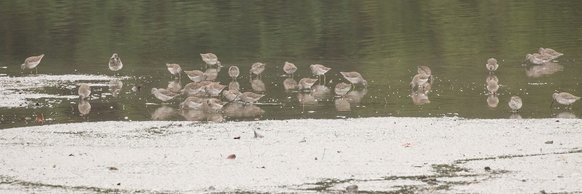 Long-billed Dowitcher - ML645531734