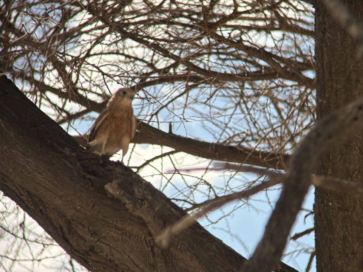 Cernícalo Ojiblanco - ML645531746