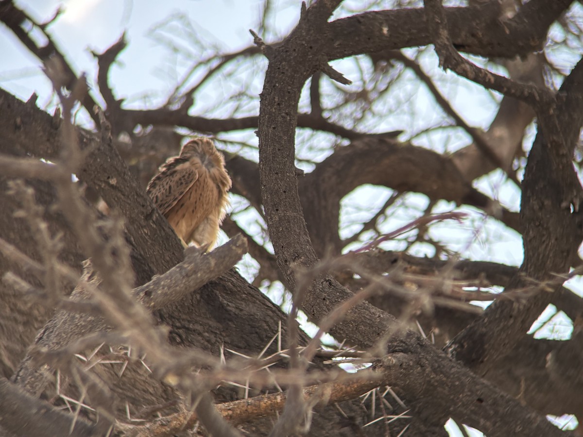 Cernícalo Ojiblanco - ML645531747