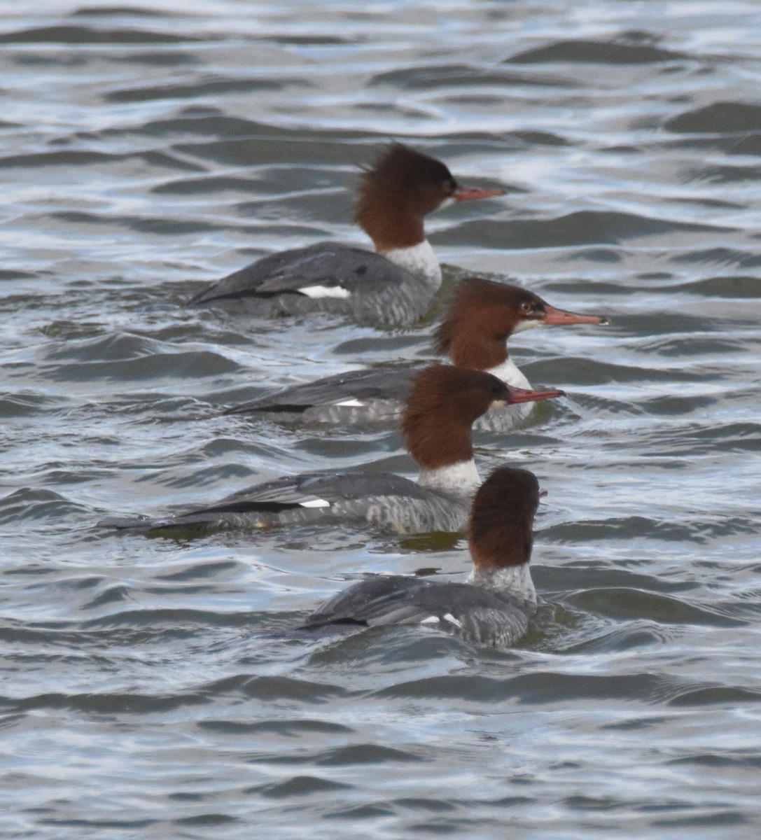 Common Merganser (North American) - ML645531749