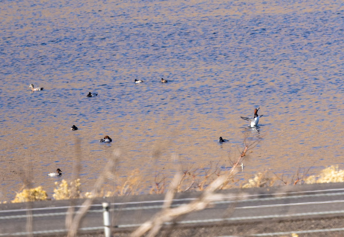 Murgilari bizkarzuria - ML645531751