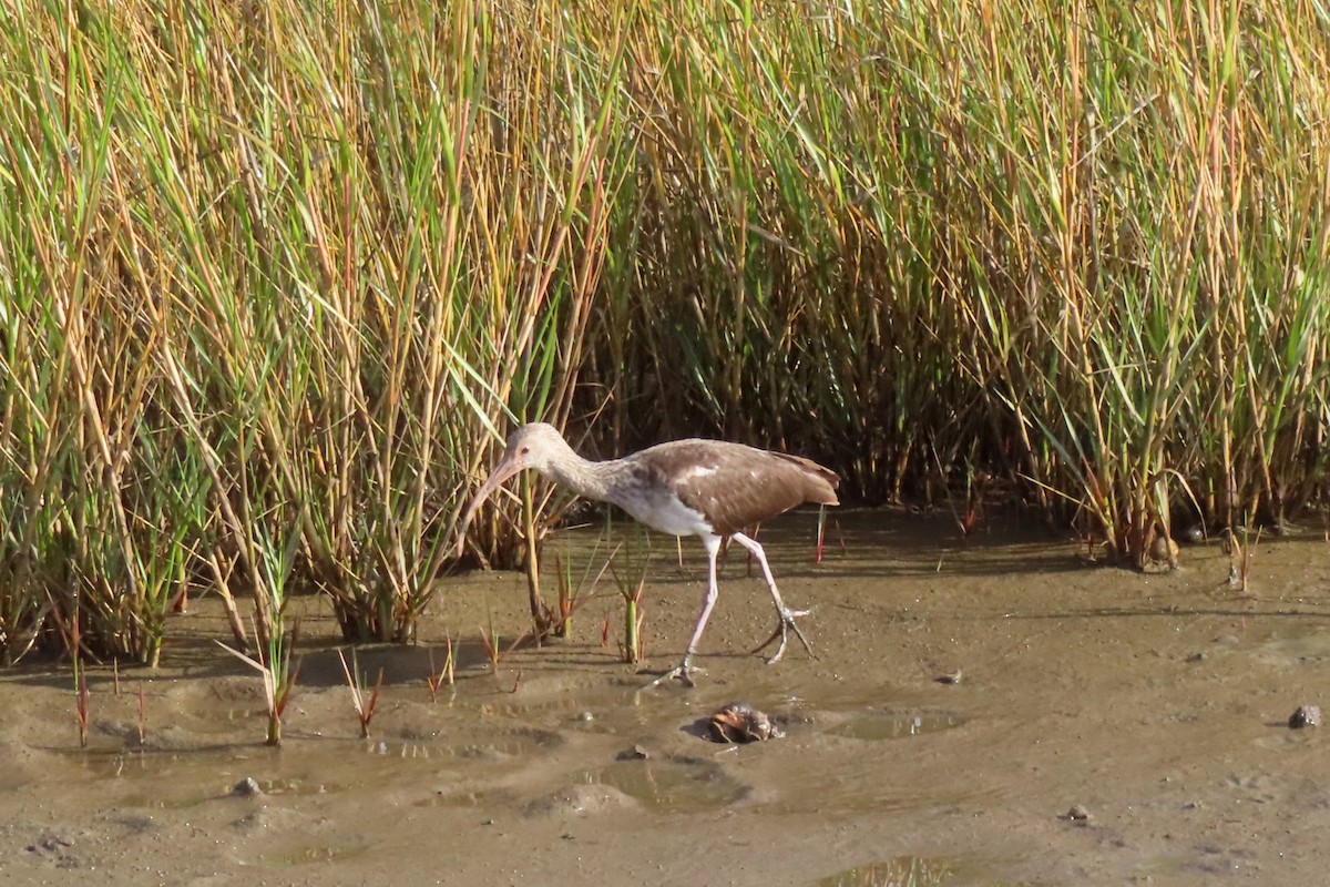 White Ibis - ML645531755