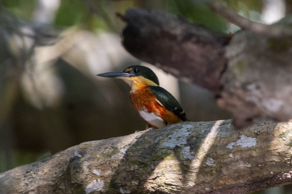American Pygmy Kingfisher - ML645531761